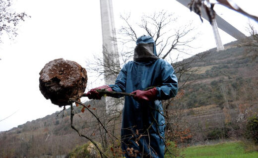 Nid_frelon_asiatique Nid_frelon_asiatique