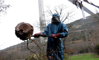 Nid_frelon_asiatique Nid_frelon_asiatique